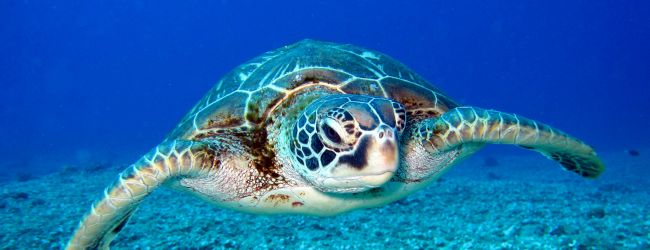 A sea turtle is swimming underwater against a backdrop of vibrant blue water, near the ocean floor covered with sand and small rocks.