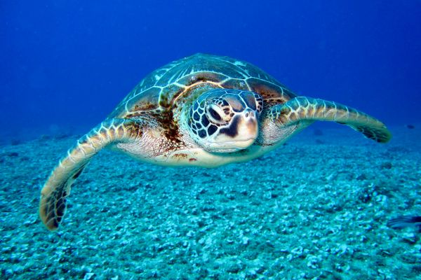 A sea turtle is swimming underwater, surrounded by clear blue water and a rocky ocean floor.