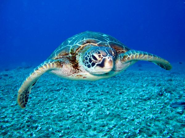 A sea turtle is swimming underwater, surrounded by clear blue water and a rocky ocean floor.