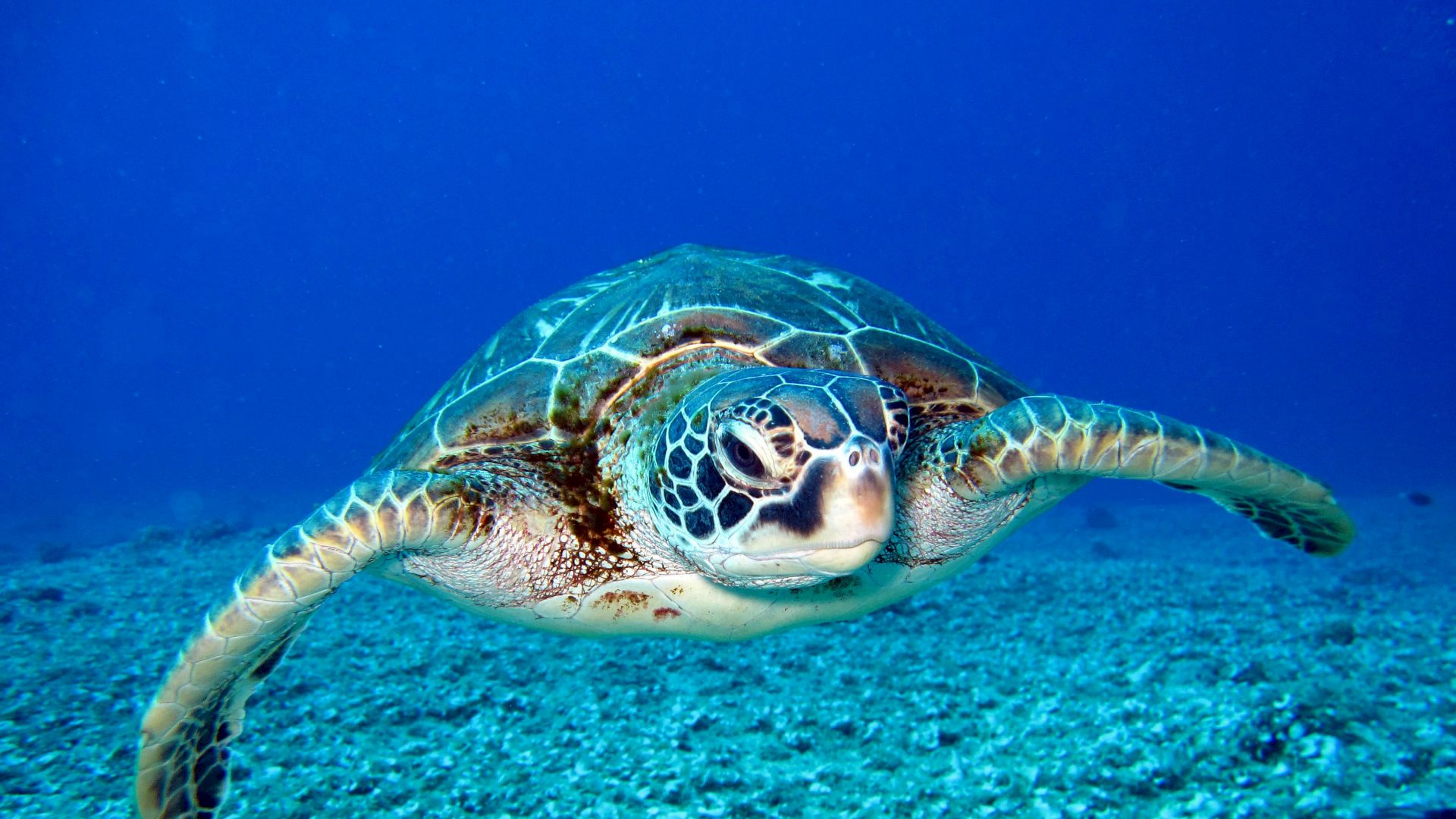 The image shows a green sea turtle swimming underwater against a backdrop of a blue ocean and a sandy sea floor.