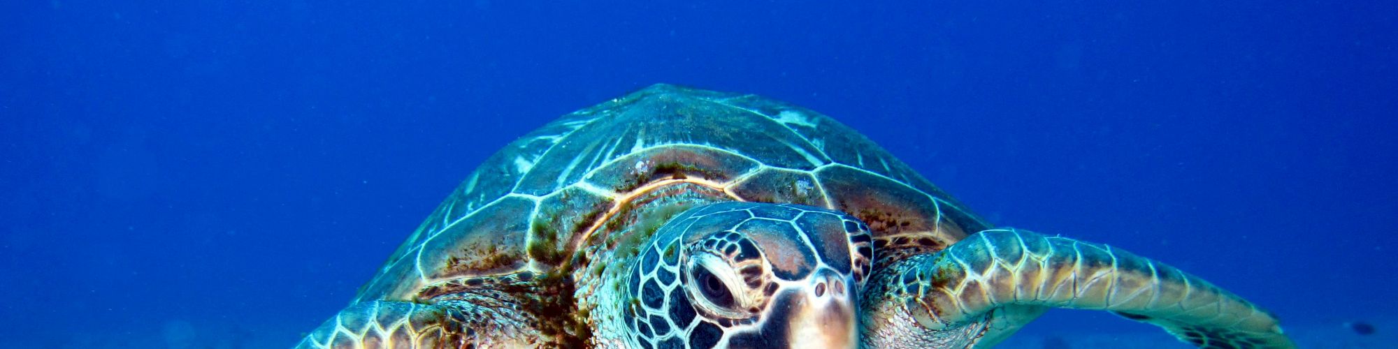 The image shows a green sea turtle swimming underwater against a backdrop of a blue ocean and a sandy sea floor.