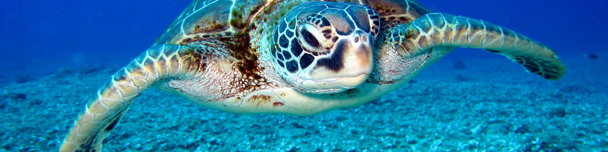 A sea turtle swims gracefully underwater, surrounded by a blue ocean and gliding above the ocean floor, displaying its intricate shell patterns.